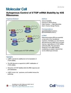 Molecular Cell-2017-Autogenous Control of 5′TOP mRNA Stability by 40S Ribosomes