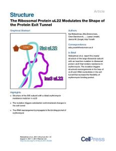 Structure-2017-The Ribosomal Protein uL22 Modulates the Shape of the Protein Exit Tunnel