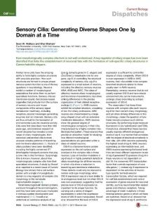 Current Biology-2017-Sensory Cilia- Generating Diverse Shapes One Ig Domain at a Time
