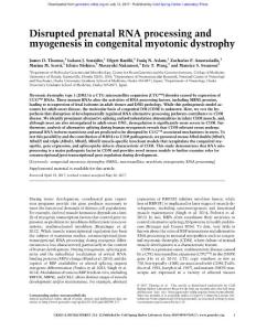 Genes Dev.-2017-Thomas-Disrupted prenatal RNA processing and myogenesis in congenital myotonic dystrophy