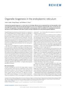 ncb3579-Organelle biogenesis in the endoplasmic reticulum