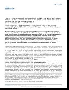 ncb3580-Local lung hypoxia determines epithelial fate decisions during alveolar regeneration