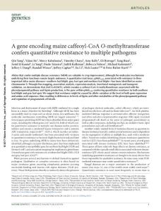 ng.3919-A gene encoding maize caffeoyl-CoA O-methyltransferase confers quantitative resistance to multiple pathogens