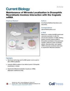 Current-Biology_2017_Maintenance-of-Miranda-Localization-in-Drosophila-Neuroblasts-Involves-Interaction-with-the-Cognate-mRNA