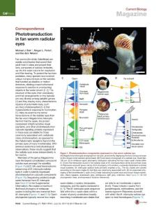 Current-Biology_2017_Phototransduction-in-fan-worm-radiolar-eyes