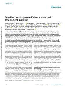 nn.4592-Germline Chd8 haploinsufficiency alters brain development in mouse