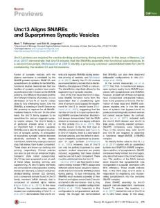 Neuron_2017_Unc13-Aligns-SNAREs-and-Superprimes-Synaptic-Vesicles