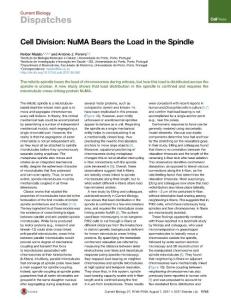 Current-Biology_2017_Cell-Division-NuMA-Bears-the-Load-in-the-Spindle