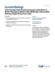 Current-Biology_2017_Intra-lineage-Fate-Decisions-Involve-Activation-of-Notch-Receptors-Basal-to-the-Midbody-in-Drosophila-Sensory-Organ-Precursor-Cel