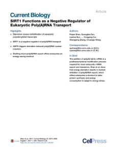 Current-Biology_2017_SIRT1-Functions-as-a-Negative-Regulator-of-Eukaryotic-Poly-A-RNA-Transport