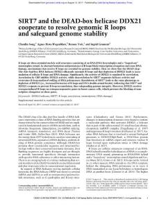 Genes Dev.-2017-Song-SIRT7 and the DEAD-box helicase DDX21 cooperate to resolve genomic R loops and safeguard genome stability