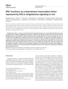 cr2017102a-IPA1 functions as a downstream transcription factor repressed by D53 in strigolactone signaling in rice