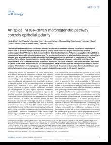 ncb3592-An apical MRCK-driven morphogenetic pathway controls epithelial polarity
