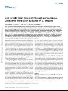 nn.4630-Glia initiate brain assembly through noncanonical Chimaerin–Furin axon guidance in C. elegans