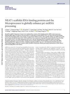 nsmb.3455-NEAT1 scaffolds RNA-binding proteins and the Microprocessor to globally enhance pri-miRNA processing