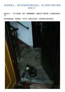 流浪喵星人,每次到我家吃饱后就走,怎么都收不服它那流浪的心!
