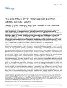 ncb3592-An apical MRCK-driven morphogenetic pathway controls epithelial polarity