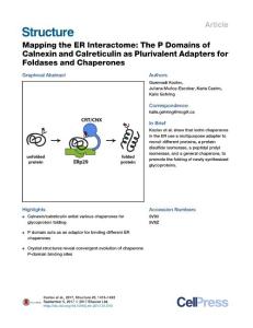 Structure_2017_Mapping-the-ER-Interactome-The-P-Domains-of-Calnexin-and-Calreticulin-as-Plurivalent-Adapters-for-Foldases-and-Chaperones