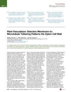 Current-Biology_2017_Plant-Vasculature-Selective-Membrane-to-Microtubule-Tethering-Patterns-the-Xylem-Cell-Wall