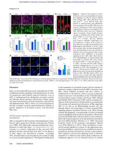 Genes Dev.-2017-Nakagawa-1679-92-APC sets the Wnt tone necessary for cerebral cortical progenitor development-2