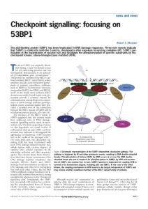ncbCheckpoint signalling focusing on