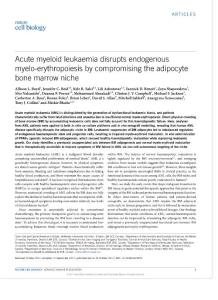ncb3625-Acute myeloid leukaemia disrupts endogenous myelo-erythropoiesis by compromising the adipocyte bone marrow niche
