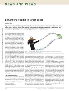 ng.3982-Enhancers looping to target genes