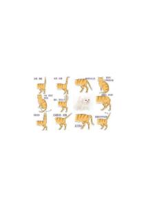 猫咪尾巴不同姿势的含义