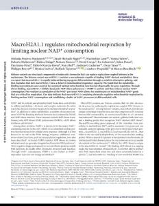 nsmb.3481-MacroH2A1.1 regulates mitochondrial respiration by limiting nuclear NAD+ consumption
