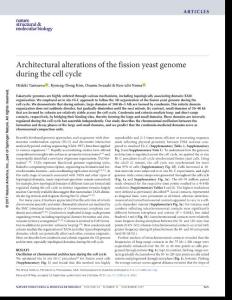 nsmb.3482-Architectural alterations of the fission yeast genome during the cell cycle