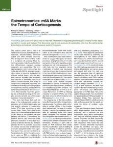 Epimetronomics--m6A-Marks-the-Tempo-of-Corticogenesis_2017_Neuron