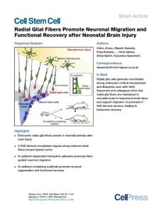 Radial-Glial-Fibers-Promote-Neuronal-Migration-and-Functional-_2017_Cell-Ste