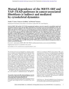 Genes Dev.-2018-Foster-Mutual dependence of the MRTF–SRF and YAP–TEAD pathways in cancer-associated fibroblasts is indirect and mediated by cytoskeletal dynamics