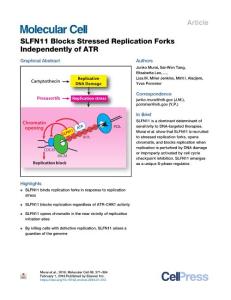 SLFN11-Blocks-Stressed-Replication-Forks-Independently-of_2018_Molecular-Cel