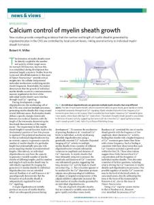 nn-2018-Calcium control of myelin sheath growth
