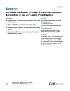 An-Attractive-Reelin-Gradient-Establishes-Synaptic-Lamination-in-t_2018_Neur