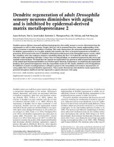 Genes Dev.-2018-DeVault-Dendrite regeneration of adult Drosophila sensory neurons diminishes with aging and is inhibited by epidermal-derived matrix metalloproteinase 2