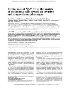 Genes Dev.-2018-Ohanna-Pivotal role of NAMPT in the switch of melanoma cells toward an invasive and drug-resistant phenotype