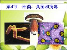 生物：细菌、真菌和病毒课件（北师大版八年级下）(1)