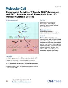 Coordinated-Activity-of-Y-Family-TLS-Polymerases-and-EXO1-Prote_2018_Molecul