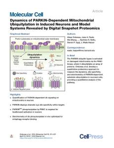 Dynamics-of-PARKIN-Dependent-Mitochondrial-Ubiquitylation-in-Ind_2018_Molecu
