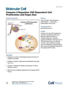 Caspase-3-Regulates-YAP-Dependent-Cell-Proliferation-and-O_2018_Molecular-Ce