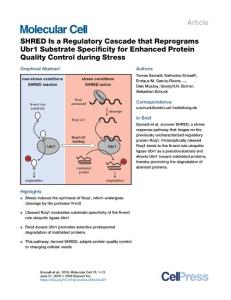 SHRED-Is-a-Regulatory-Cascade-that-Reprograms-Ubr1-Substrate-Sp_2018_Molecul