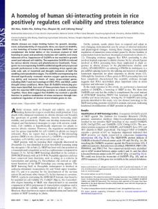 【OsSKIPa】A homolog of human ski-interacting protein in rice positively regulates cell viability and stress tolerance