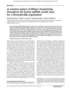 Genome Res.-2018-Blumberg-A common pattern of DNase I footprinting throughout the human mtDNA unveils clues for a chromatin-like organization