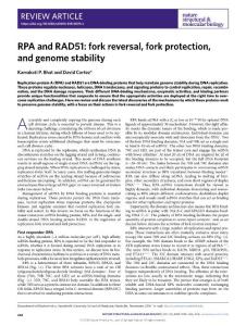 nsmb.2018-RPA and RAD51- fork reversal, fork protection, and genome stability