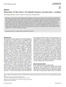 cr.2018-Structure of the intact 14-subunit human cytochrome c oxidase