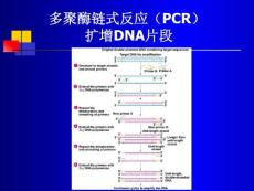 多聚酶链式反应(PCR)