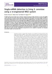 nprot.2018-Single-mRNA detection in living S. cerevisiae using a re-engineered MS2 system