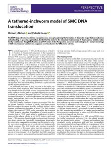 nsmb.2018-A tethered-inchworm model of SMC DNA translocation